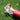 Regenschirm-Red-Original-Duckhead-05