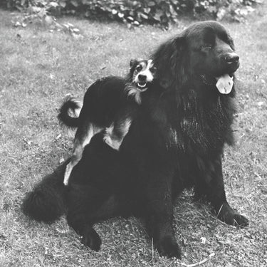 Hunde lieben • Phaidon